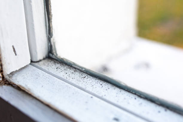 Best Water Damage & Mold Remediation  in Madison, OH