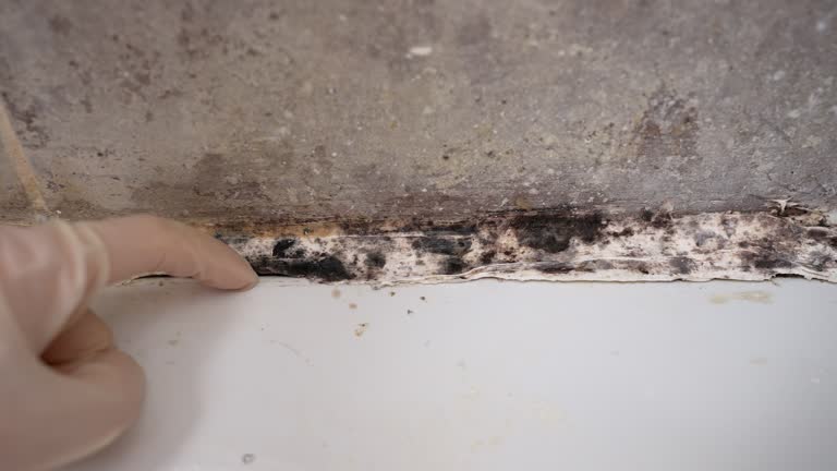 Best Post-Remediation Verification Testing  in Madison, OH